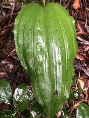 Calanthe