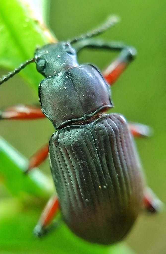 Promethis sanguinicrus