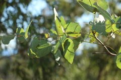 Eucalyptus melanophloia