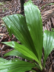Calanthe