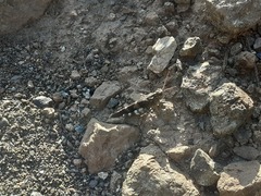 Oedipoda