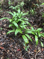 Calanthe