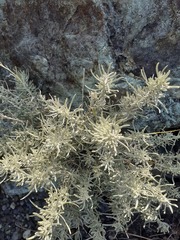 Helichrysum italicum