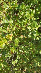 Quercus coccifera