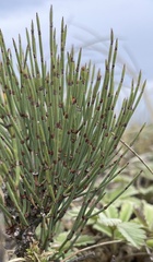Ephedra major major