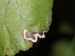 Stigmella aurella