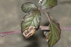 Stigmella aurella