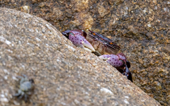 Hemigrapsus nudus