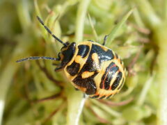 Eurydema