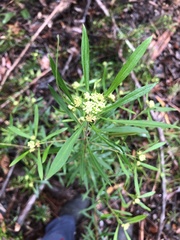 Platysace lanceolata
