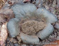 Scleroderma polyrhizum