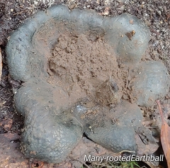 Scleroderma polyrhizum