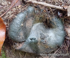 Scleroderma polyrhizum
