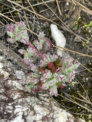Lampranthus falcatus