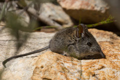 Elephantulus edwardii