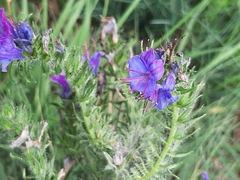 Echium vulgare
