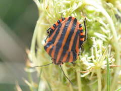 Graphosoma italicum