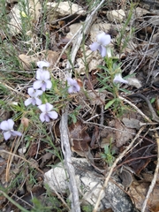 Viola arborescens