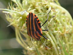 Graphosoma italicum