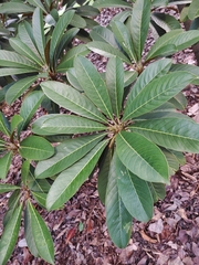 Palaquium philippense