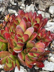 Crassula rubricaulis