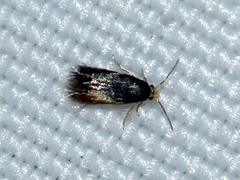Nepticulidae