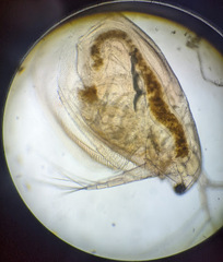 Daphniidae