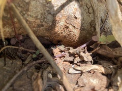 Camponotus rufoglaucus