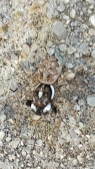 Menemerus semilimbatus