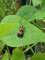 Calopteron