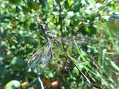 Lestes virens