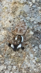 Menemerus semilimbatus