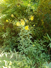 Helianthus resinosus