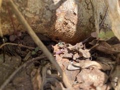 Camponotus rufoglaucus