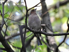 Fringilla coelebs