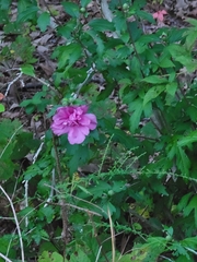 Hibiscus syriacus