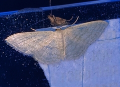 Idaea subsericeata