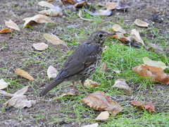 Turdus philomelos