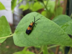 Calopteron