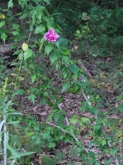 Hibiscus syriacus