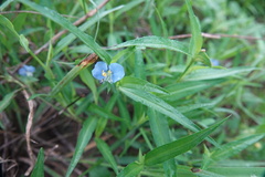 Commelina erecta