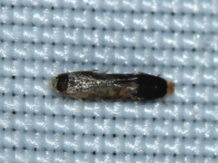 Nepticulidae