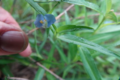 Commelina erecta