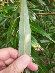 Phyllonorycter