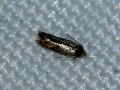 Nepticulidae