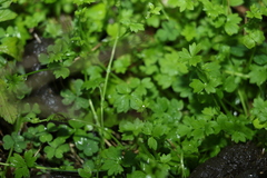 Ranunculus sessiliflorus