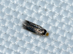Nepticulidae