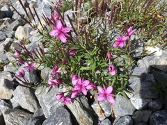 Chamaenerion fleischeri