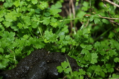 Ranunculus sessiliflorus