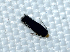 Nepticulidae